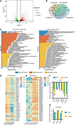 Alternative Splicing Regulation of Glycine-Rich Proteins via Target of Rapamycin-Reactive Oxygen Species Pathway in Arabidopsis Seedlings Upon Glucose Stress